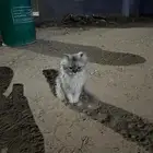 قطة حصلتها بالقاع البارد