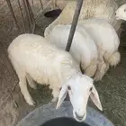 طليان حريات للبيع