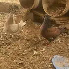 حمام كنق