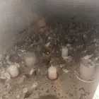 للبيع صيصان ودجاج وبيض بلدي