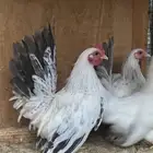 دجاج جبانيز بيور