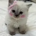 قطط
