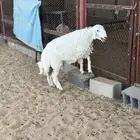 خروووف حري