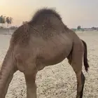 قعود وبكرتين على اللبن للبيع