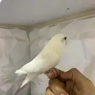 للبيع ببغاء روز اليف ما يعض