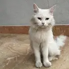 قط للتبني