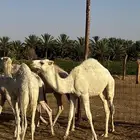 حشو قعدان