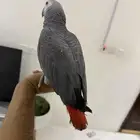 للبيع فرخ كاسكو هدد سوبر جانبو