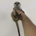 تيمون الميركات