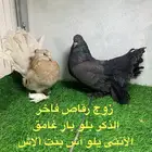 زوج رقاص أمريكي