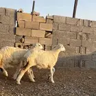 رخال