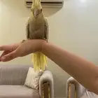 تم البيع