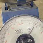 دجاج لاحم روس