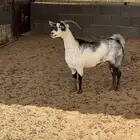البكيريه