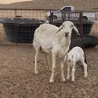 غنم حريات خلفات