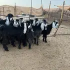 معزا عوارض صغار سن