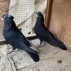 حمام ايراني تشكيلي