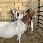 عنزين هولندية للبيع