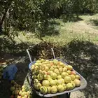 رمان اسعار جمله