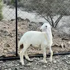 مشروع فحل حري العمر من 3 الى 4 شهور