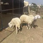 3 رخال وطلي