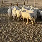 للبيع رخال ومعزا
