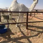 ضروبه وضحا طيبه