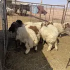 نعيم