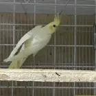 زوج باستيل فيس بصمه