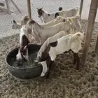 تيوس وجفار هولنديه