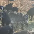 معزا مقاني للبيع