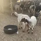 فحل نعيم تام مشروط