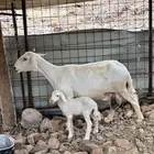 نعجه تحت رخل