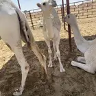 للبيع بكرة كفوو عليانيه عمرها 6 شهور