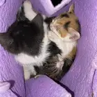 قطتين بلديات للتبني بعمر الشهر