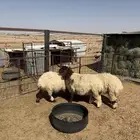 للبيع رخال طيبات الإعمار فوق 5 شهور ونص طيبات الصحه شرط