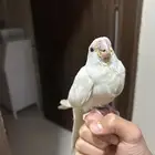 كروان البينو