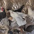 دجاج