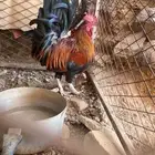 ديك عربي فري للبيع