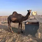 لقحات طيبه