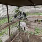 حمام باكستاني تيدي