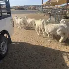 ذبائح فاخره