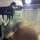 عفريت الماء (AxolotI) مع كامل تجهيزاته