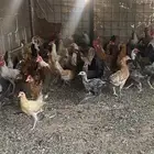 دجاج بلدي بياض للبيع