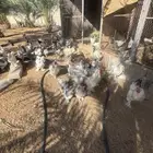 دجاج براهما اصل العدد فوق 60 الاعمار من 5شهور الى سنتين