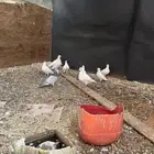 حمام