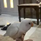 طير روز اليف جدا جدا