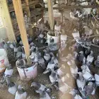 حمام فرنسي