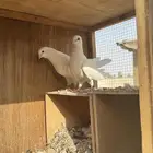 حمام قطايق