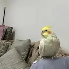 كروانات اليفه